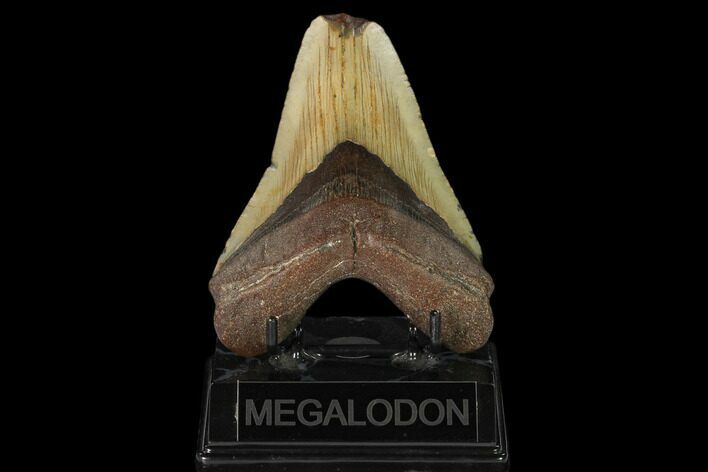 Fossil Megalodon Tooth - North Carolina #147028
